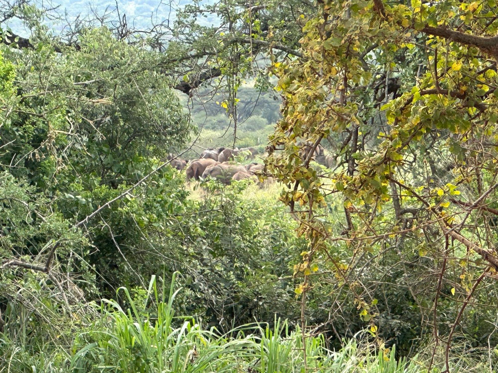 Mkomazi Hotels And Camps Hegoma Extérieur photo